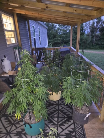 Outdoors L.S.D and Cinderalla 99 