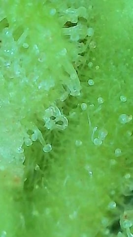 First ever grow — harvest, day 92