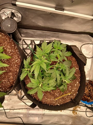 Lsd25, Dosido,GDP All Autos. — grow_setup, day 24