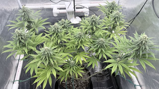 Blue Dream Grow — flower, day 64
