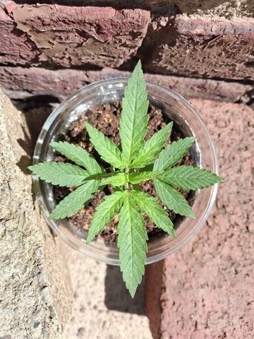 My First Grow — vegetative, day 39