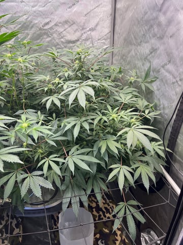 The Bling  — flower, day 93