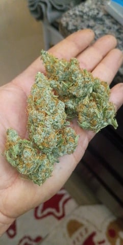 gorilla cookies  — flower, day 65