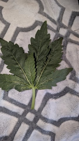 Perpetual Autoflower Mixed Grow #3 — flower, day 77