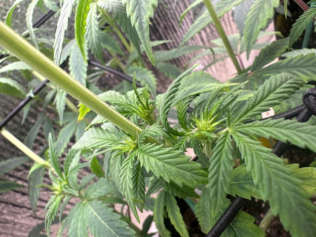 trying some bag seeds — flower, day 36