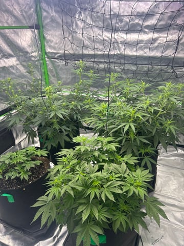 Barney’s Farm /Fast Buds — grow_setup, day 45