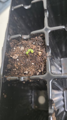 Original 1990 genetics  — germination, day 4