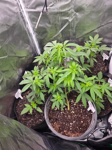 Pineapple Express  — vegetative, day 1