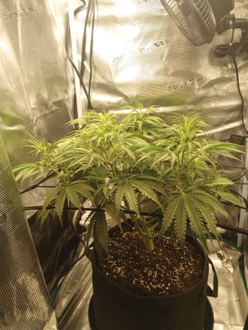 White Widow XXL Auto — flower, day 42
