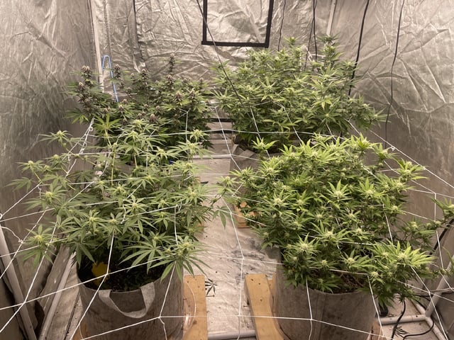 green resin — grow_setup, day 1