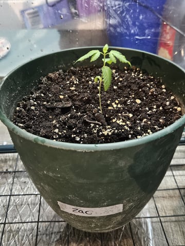Double Kush (Zac) — vegetative, day 35