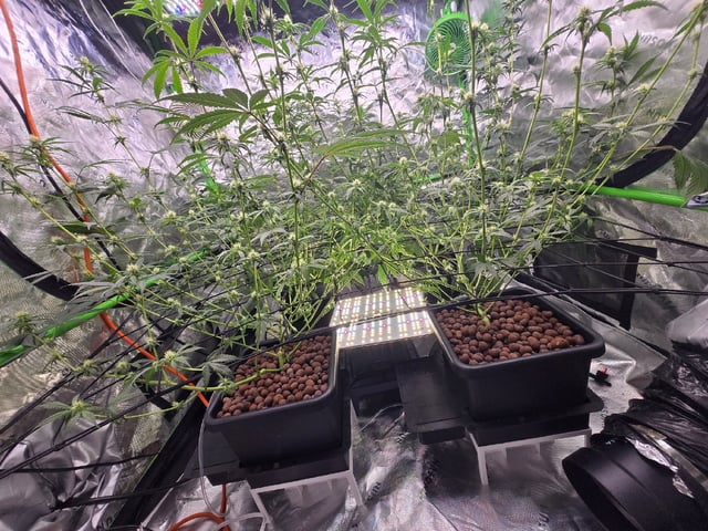 Funk Mountain 2 — flower, day 35