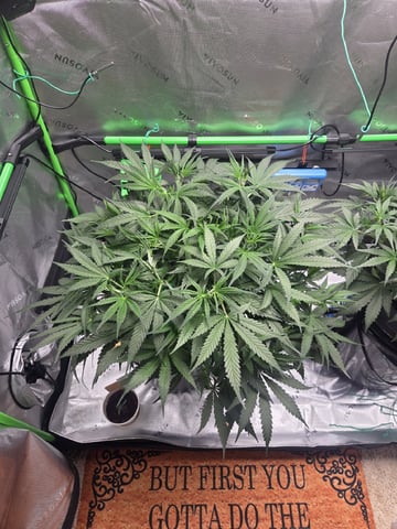 Northern Lights / Banana Kush — flower, day 51