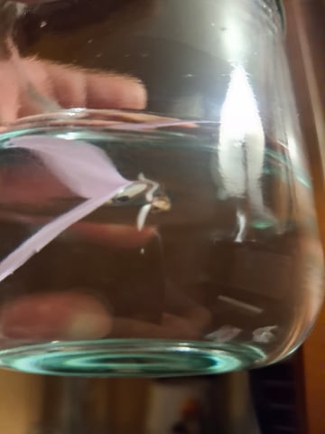 Mystery Seed — germination, day 3