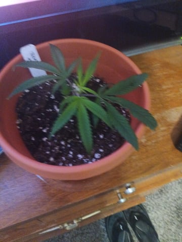 New — grow_setup, day 2