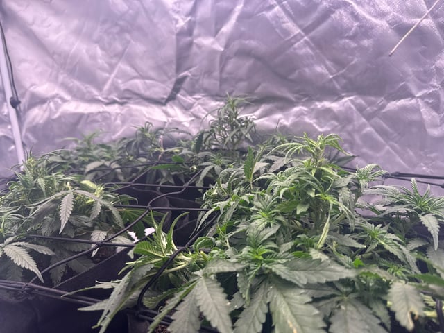 Fastbuds Autoflowers — flower, day 27