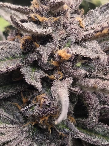 Special Kush#1 and Purple Queen Auto  — flower, day 116