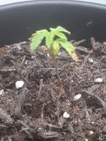 Sub Zero#12 Photoperiod Grow — seedling_rooting, day 36