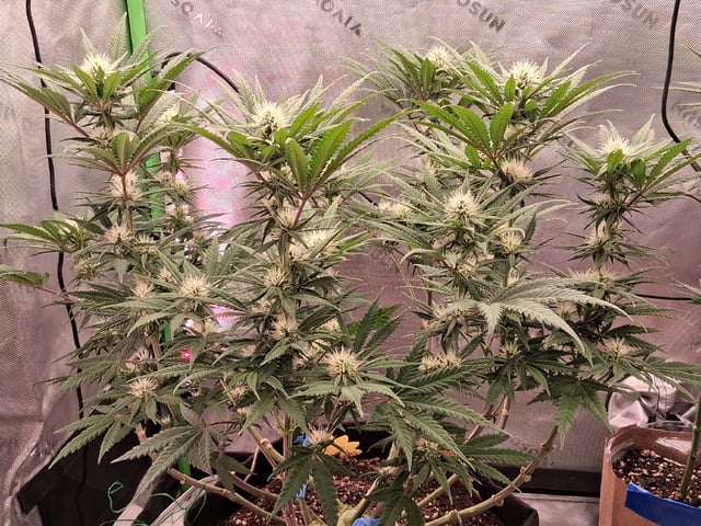 fruity pebbles, cap junky — flower, day 78