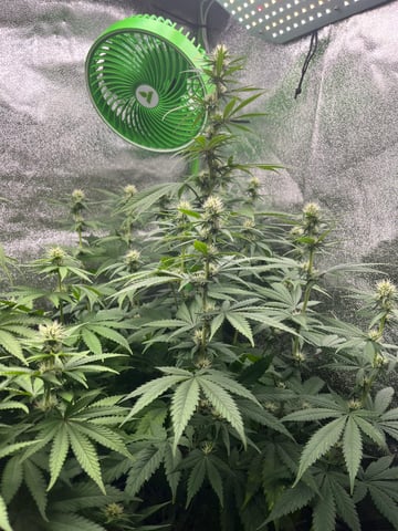 My First Four — flower, day 77