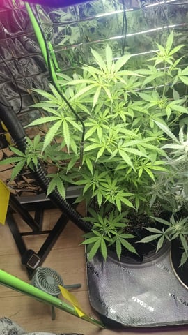Gelato & Amnesia 