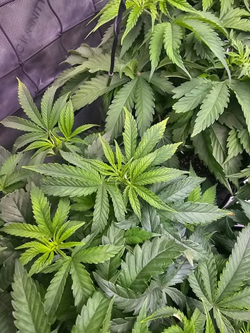 ethos genetics  — vegetative, day 38