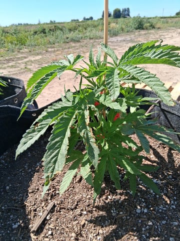 2026 Grow — vegetative, day 19