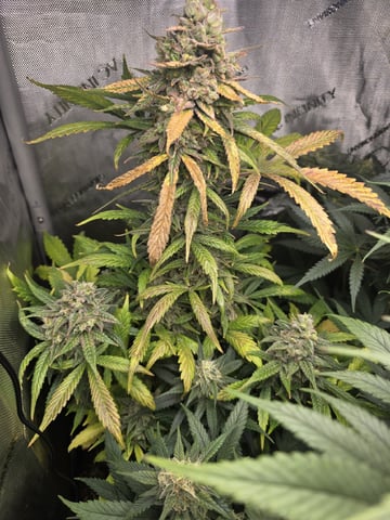 Coco Grow — flower, day 84