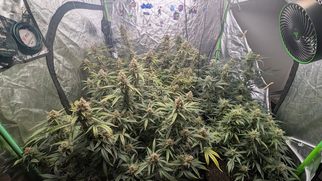 Strawberry Cheesecake Seedsman Seeds Autoflowers x2 — flower, day 91