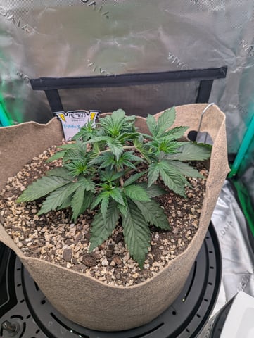 Piggy Stardust — vegetative, day 28