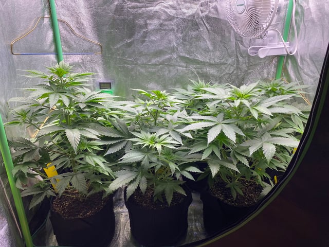 The White X Run Away Bride #3 — vegetative, day 42