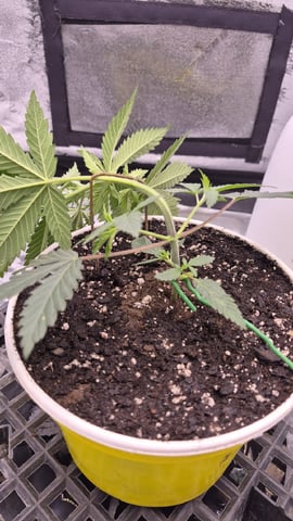 zlurricane blast — vegetative, day 28