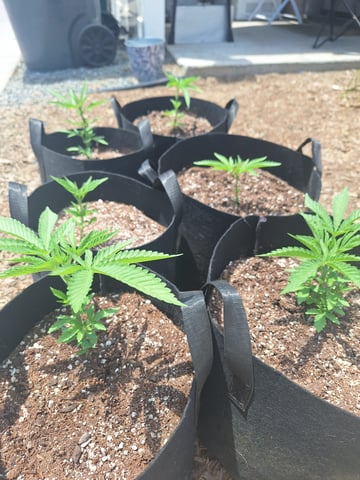 4.20.2025 — vegetative, day 1