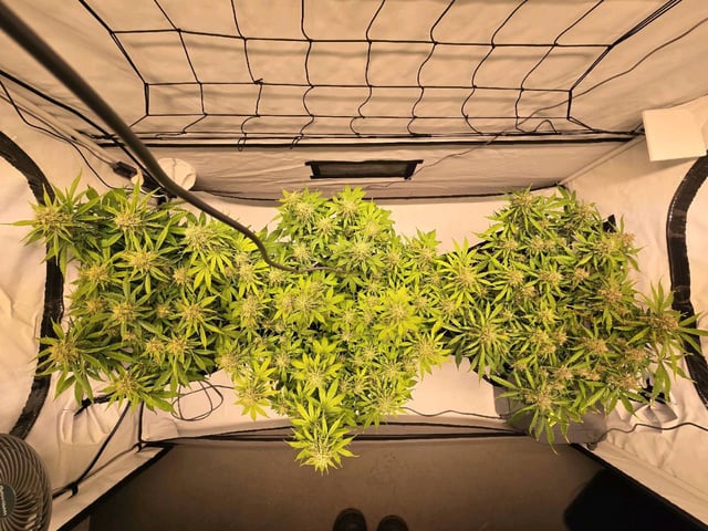 Purple Skunk 3 x 5  — flower, day 78