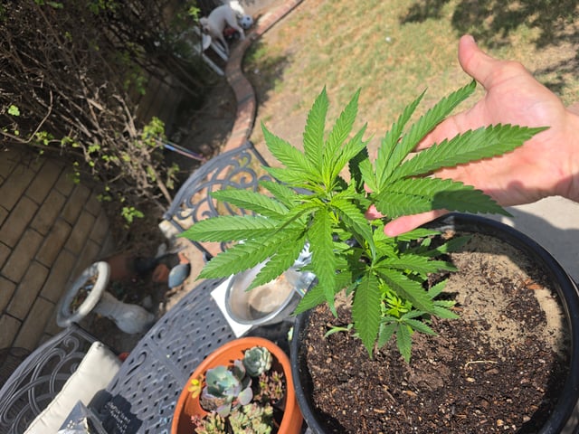 Venice Beach — vegetative, day 31