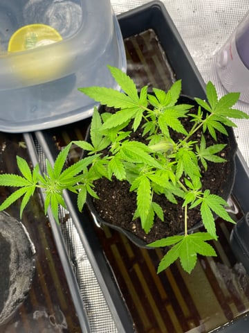 BETTERDAYZBUDZ — vegetative, day 3