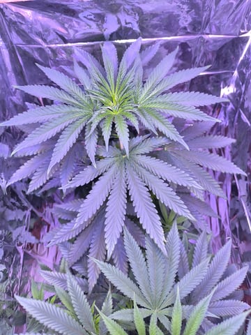 unknown strain 1st grow — flower, day 40