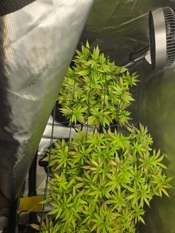 First Grow — vegetative, day 49
