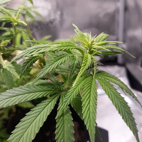Mystery Seeds — flower, day 1