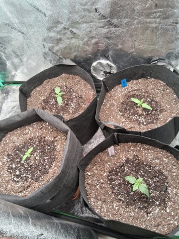 Lemon Cherry Cookies, Purple Haze and Strawberry Gorilla Grows — seedling_rooting, day 118