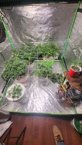 1st grow indoors(cardboard box to 2x2x4 to 5x5x6) — vegetative, day 74