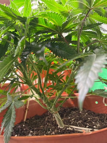 Unground Grow — grow_setup, day 1