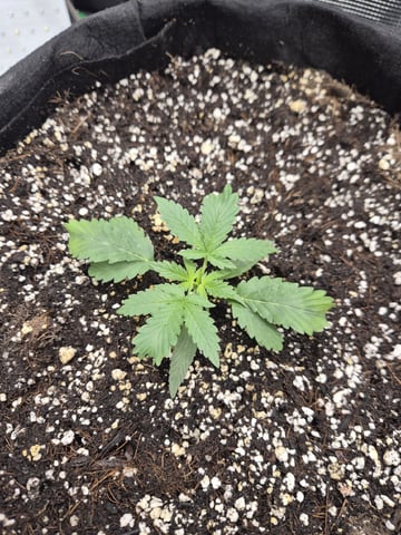 Sundae Driver — vegetative, day 30