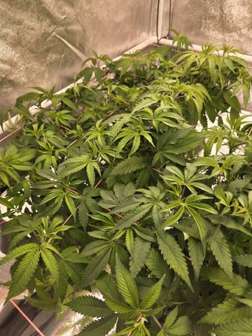 Oceanz 16 — vegetative, day 104