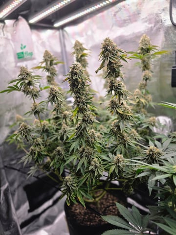 Northern lights #10 (Alaska) — flower, day 80