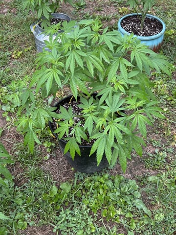 2026 Outdoor — vegetative, day 64