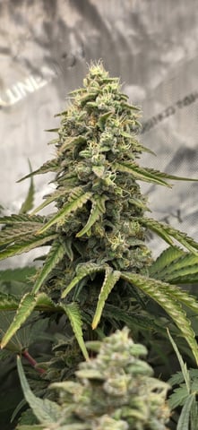 Maple Nectar  — flower, day 84
