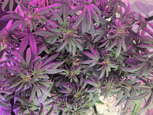 2025-26 — flower, day 50