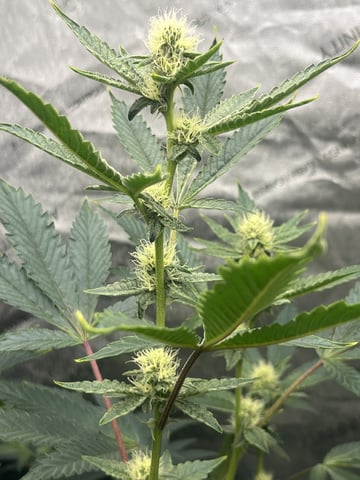 The Bling  — flower, day 98
