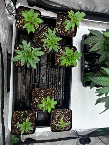 PKB remix/PotG — seedling_rooting, day 40